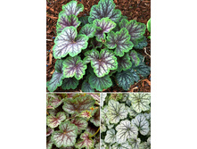 Heuchera Green Spice NEW 290,8�. 2��.jpg