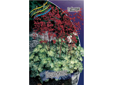Heuchera Hercules 217,9�. 2��.jpg