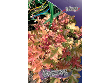 Heuchera Marmalade 363,7�. 2��.jpg