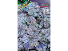 Heuchera Mars 230,10�. 2��.jpg
