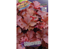 Heuchera Mahogany 436,5�. 2��.jpg