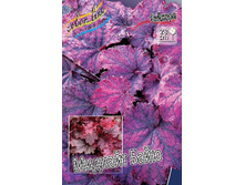 Heuchera Midnight Bayou 436,5�. 2��.jpg
