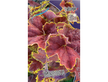 Heuchera Miracle 363,7�. 2��.jpg