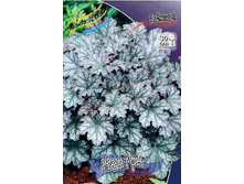 Heuchera Neptune 254,4�. 2��.jpg