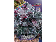 Heuchera Obsidian 363,7�. 2��.jpg