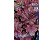 Heuchera Midnight Rose 363,7�. 2��.jpg