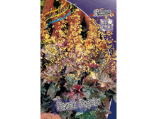Heuchera Palace Purple 149,9�. 2��.jpg