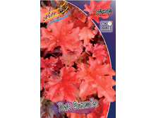 Heuchera Peach Flambe 388�. 2��.jpg
