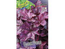 Heuchera Plum Royale 363,7� 2��.jpg