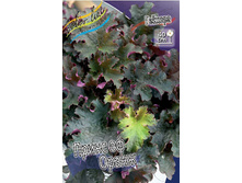Heuchera Prince Of Orange 256,8�. 2��.jpg