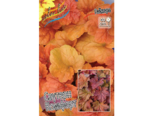 Heuchera Southern Comfort 436,5�. 2��.jpg