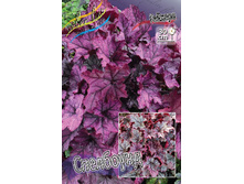 Heuchera Spellbound 436,5�. 2��.jpg