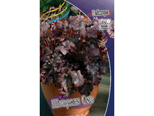 Heuchera Stormy Seas 254,4�. 2��.jpg