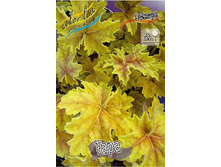 Heuchera Tara 388�. 2��.jpg