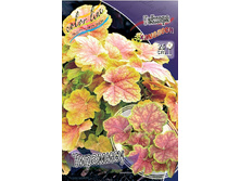 Heuchera Tiramisu 436,5�. 2��.jpg