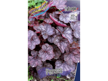 Heuchera Regina 254,4�. 2��.jpg