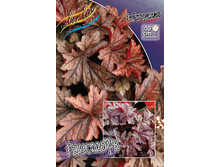 Heucherella Gunsmoke 351,5�. 2��.jpg