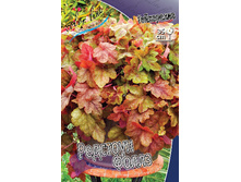 Heucherella Redstone Falls 436,5�. 2��.jpg