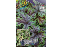 Heucherella Tapestry 351,5�. 2��.jpg