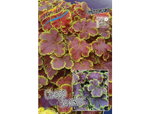 Heucherella Solar Eclipse 436,5�. 2��.jpg