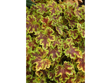 Heucherella Solar Power 351,5�. 2��.jpg