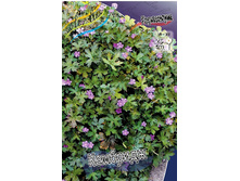 Geranium cantabrigiense Cambridge 139�. 3��.jpg