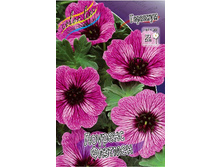 Geranium cinereum Lawrence Flatman 205,8�. 2 ��.jpg