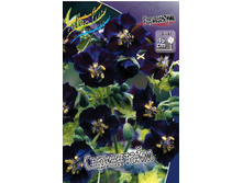Geranium phaeum Springtime 254,4�. 2��.jpg