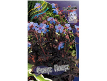 Geranium pratense Hocus Pocus 351,5�. 2��.jpg
