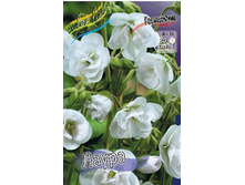 Geranium pratense Laura 388�. 2 ��.jpg