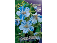 Geranium pratense Splish Splash 171,8�. 3��.jpg
