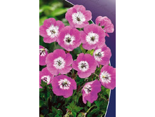 Geranium x Sweet Heidi 351,5�. 2��.jpg
