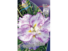 Iris ensata Freckled Geisha 237,4�. �� 3��..jpg