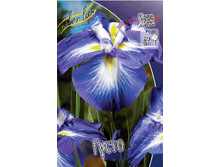 Iris ensata Gusto 339,4�. �� 3��..jpg