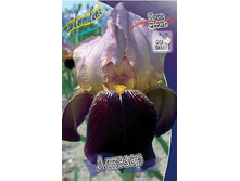 Iris germanica Alcazaar 205,3�. 3��..jpg