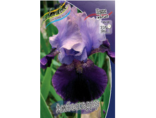 Iris germanica Ambassadeur 205,3�. 3��..jpg