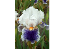 Iris germanica American Parrot 205,3�. 3��..jpg