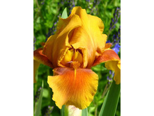 Iris germanica Apache Warrior  205,3�. 3��..jpg