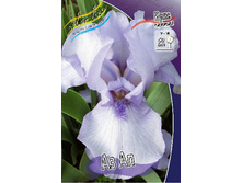 Iris germanica Az Ap 205,3�. 3��..jpg