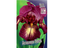 Iris germanica Attention Please 205,3�. 3��..jpg