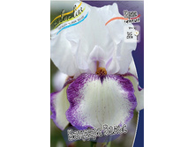 Iris germanica Bandera Waltz 205,3�. 3��..jpg