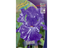 Iris germanica Batik 205,3�. 3��..jpg