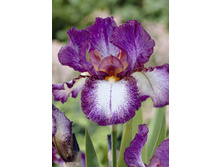 Iris germanica Autumn Encore 205,3�. 3��..jpg