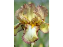 Iris germanica Belvey Queen 205,3�. 3��..jpg