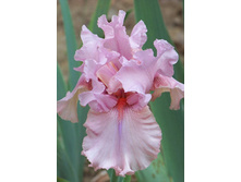 Iris germanica Blushing Pink 205,3�. 3��..jpg