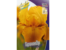 Iris germanica Bronzaire 205,3�. 3��..jpg