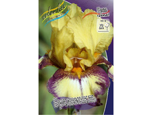 Iris germanica Bullwinkle 205,3�. 3��..jpg
