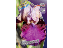 Iris germanica Burgemeister 205,3�. 3��..jpg