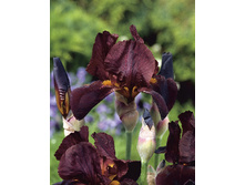 Iris germanica Caliente 205,3�. 3��..jpg