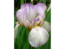 Iris germanica Carolyn Rose 205,3�. 3��..jpg